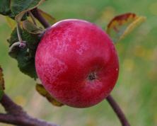 Roger Mcintosh Apple